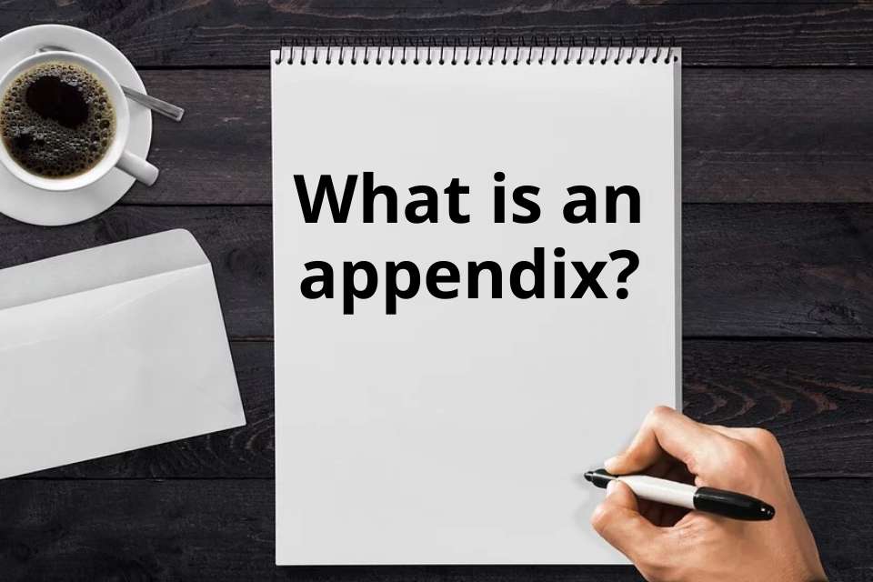 what is appendix in term paper