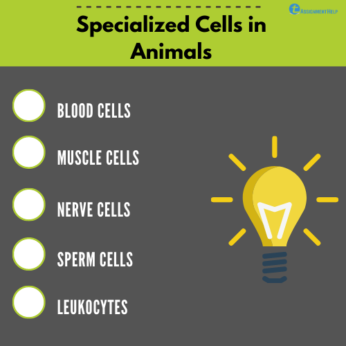 specialized cells