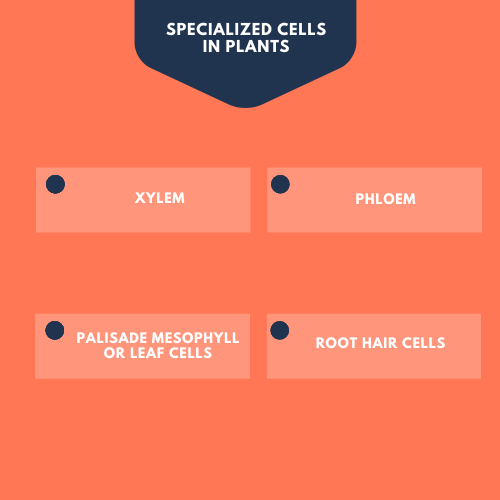 specialized cells