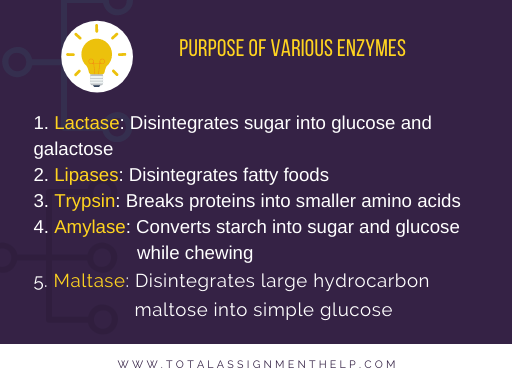 characteristics of enzymes