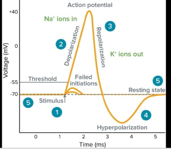 temporal vs spatial summation