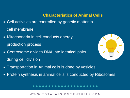 Plant cell vs Animal cell