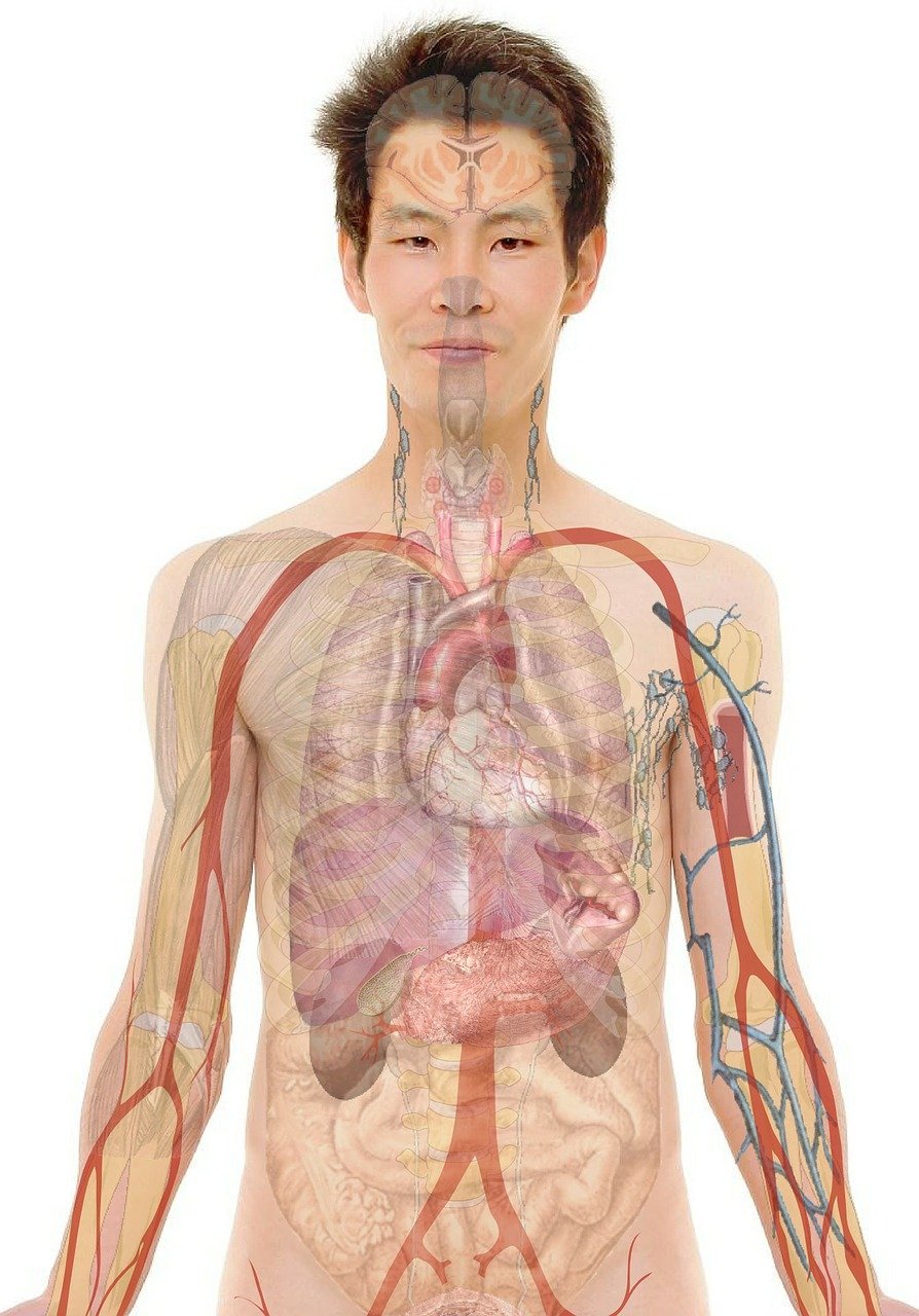 endocrine vs exocrine glands