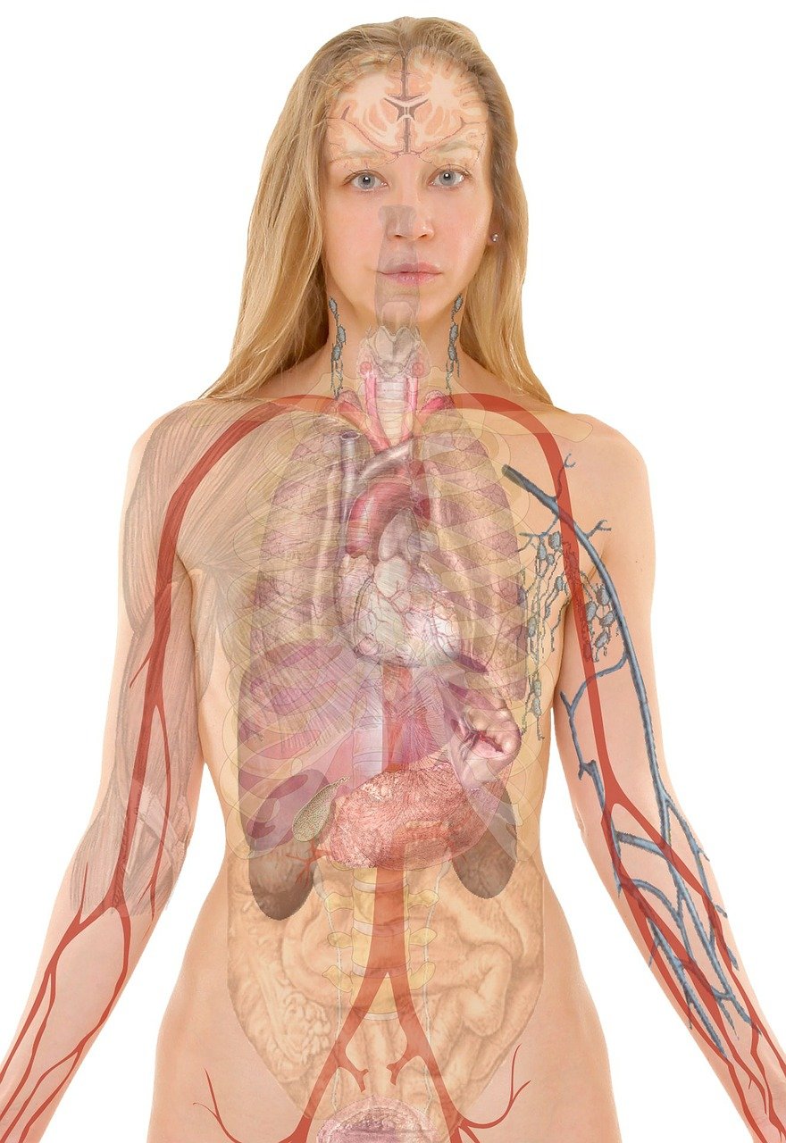 endocrine vs exocrine glands