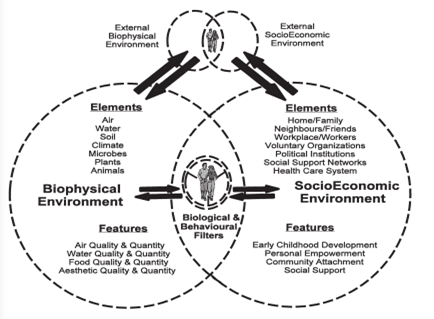 Butterfl model in environmental 1