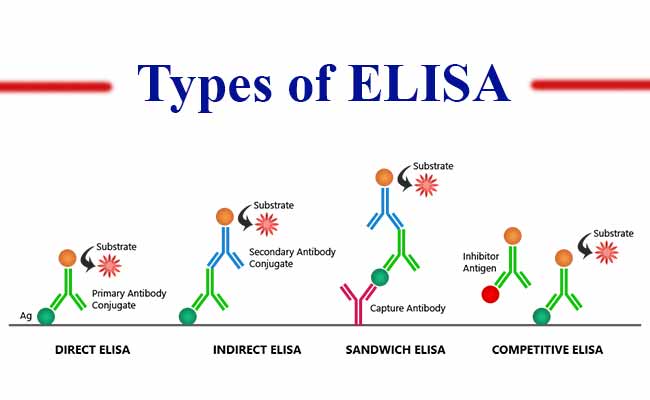 Elisa Test