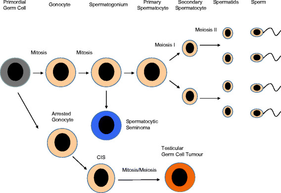 Gonocytes assignment