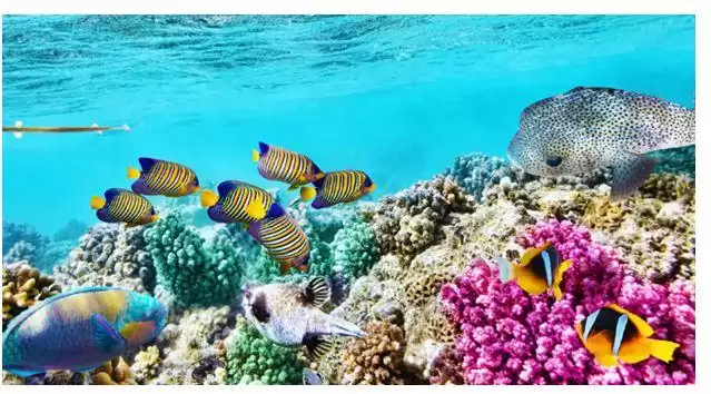 Great Barrier Reef in Tourism assignment