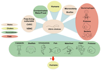 Prevalence of Vibrio Cholerae in biology assignment