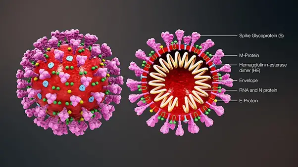 Structure of SARS-CoV-2