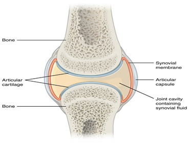 Synovial Joint in nursing essay