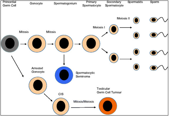 Spermatogenesis and development of cancer in cell profile report