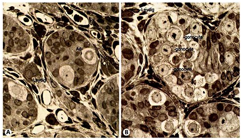 germ cells in cell profile report