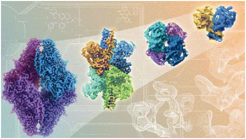 cryo electron microscopy structural biology assignment