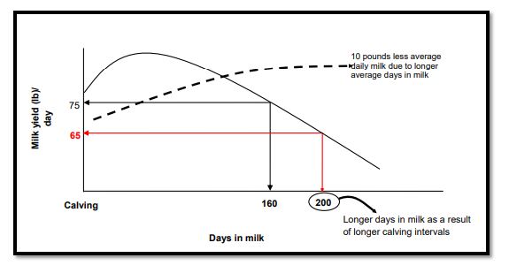 daily milk production