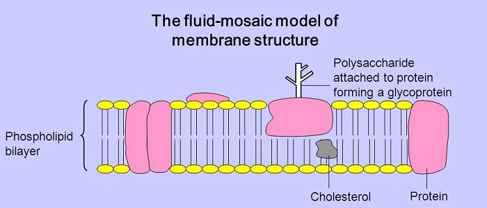 fluid mosaic model