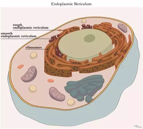 fluid mosaic model