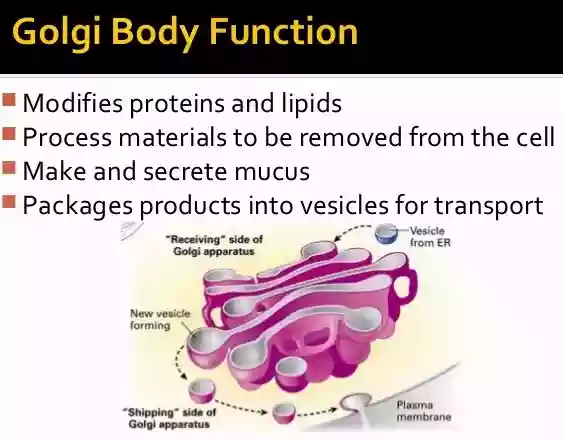 fluid mosaic model