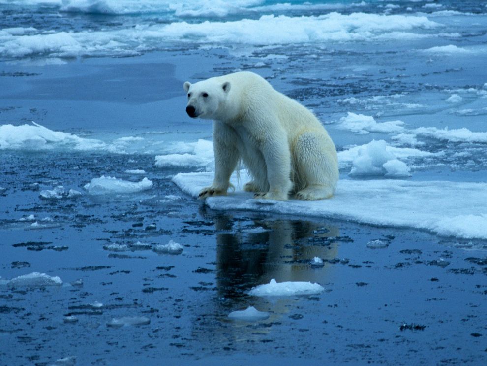 climate change effects on animals essay