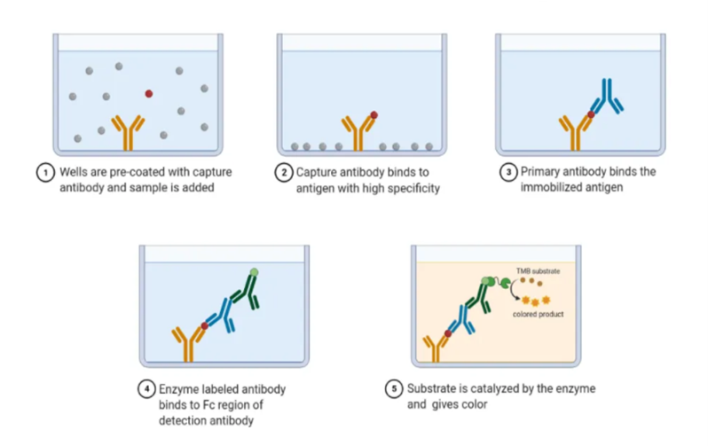 immunology-assignment-c