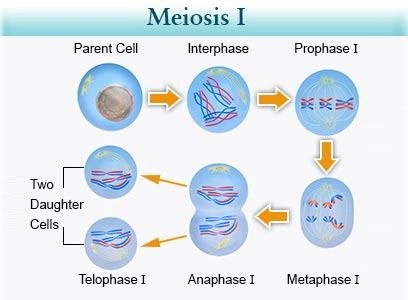 mitosis vs meiosis