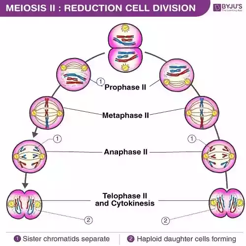 mitosis vs meiosis