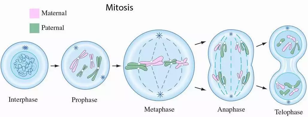 mitosis vs meiosis