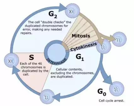 mitosis vs meiosis