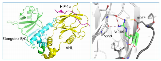 vhl in structural biology assignment