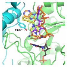 y487 structural biology assignment